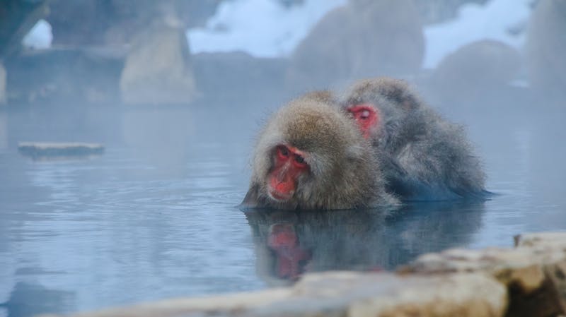 Japanese macaques enjoying a natural hot spring bath at Jigokudani Monkey Park in Nagano