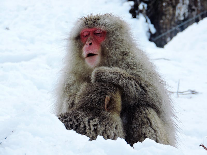 Japanese macaques sitting on snowy ground in a cold winter forest near Jigokudani