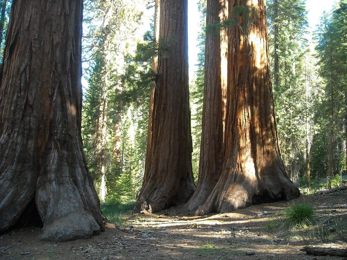 Giant sequoia trees in Mariposa Grove with sunlight filtering through massive trunks