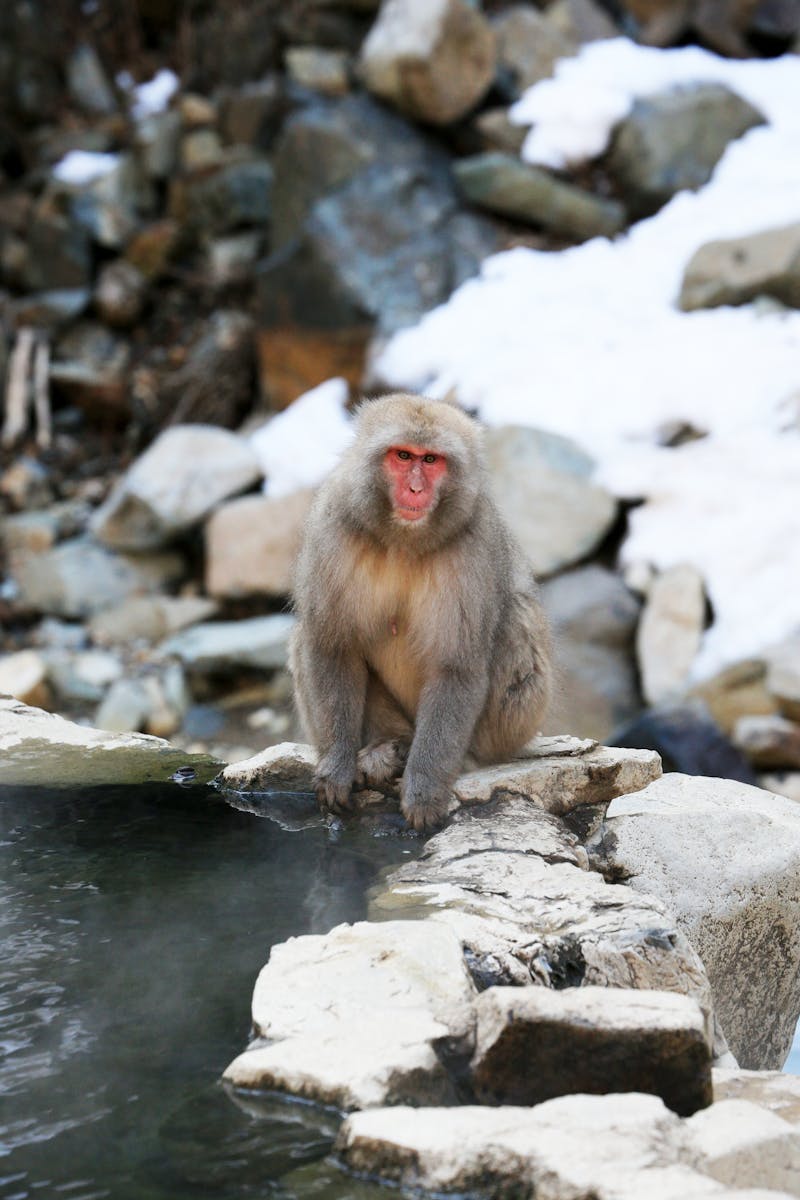 Japanese macaque sitting by a steaming hot spring surrounded by snow at Jigokudani
