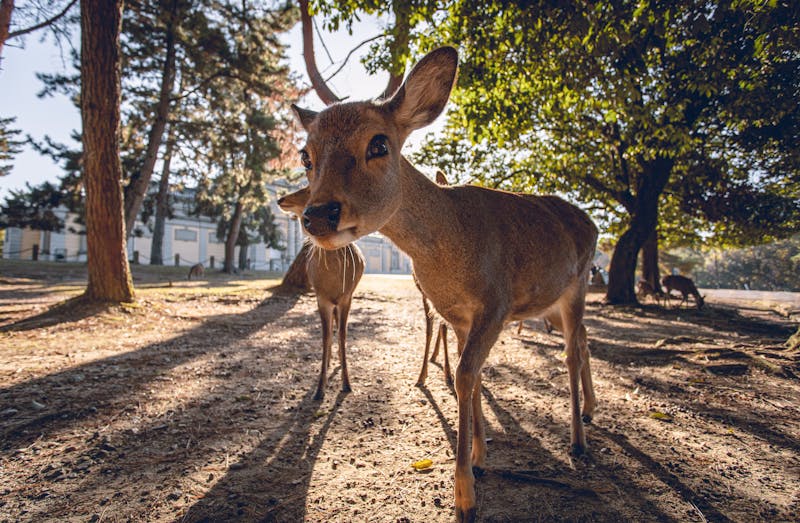 Close-up of a deer in Nara Park Japan