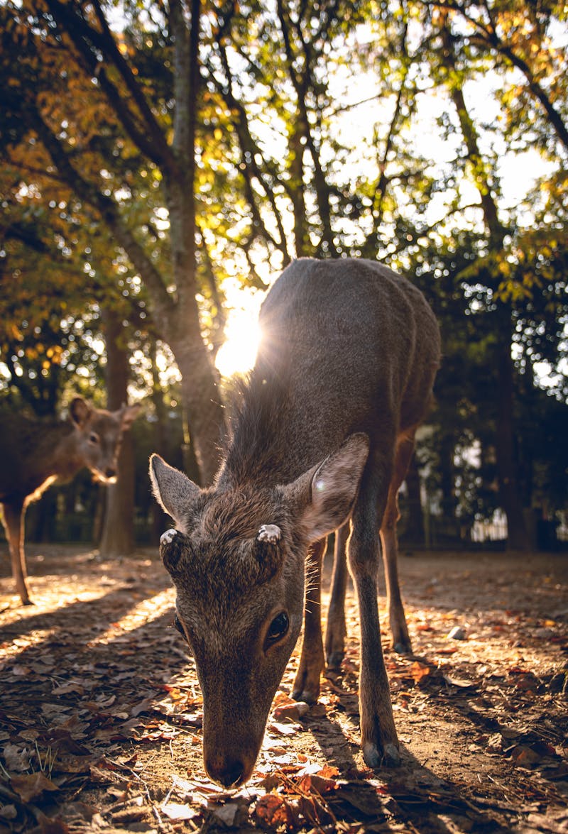 Deer in sunlit autumn forest of Nara Park Japan