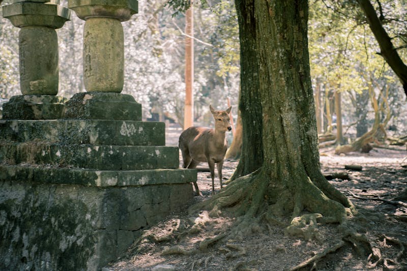 Deer standing near ancient stone lanterns in Nara Park Japan