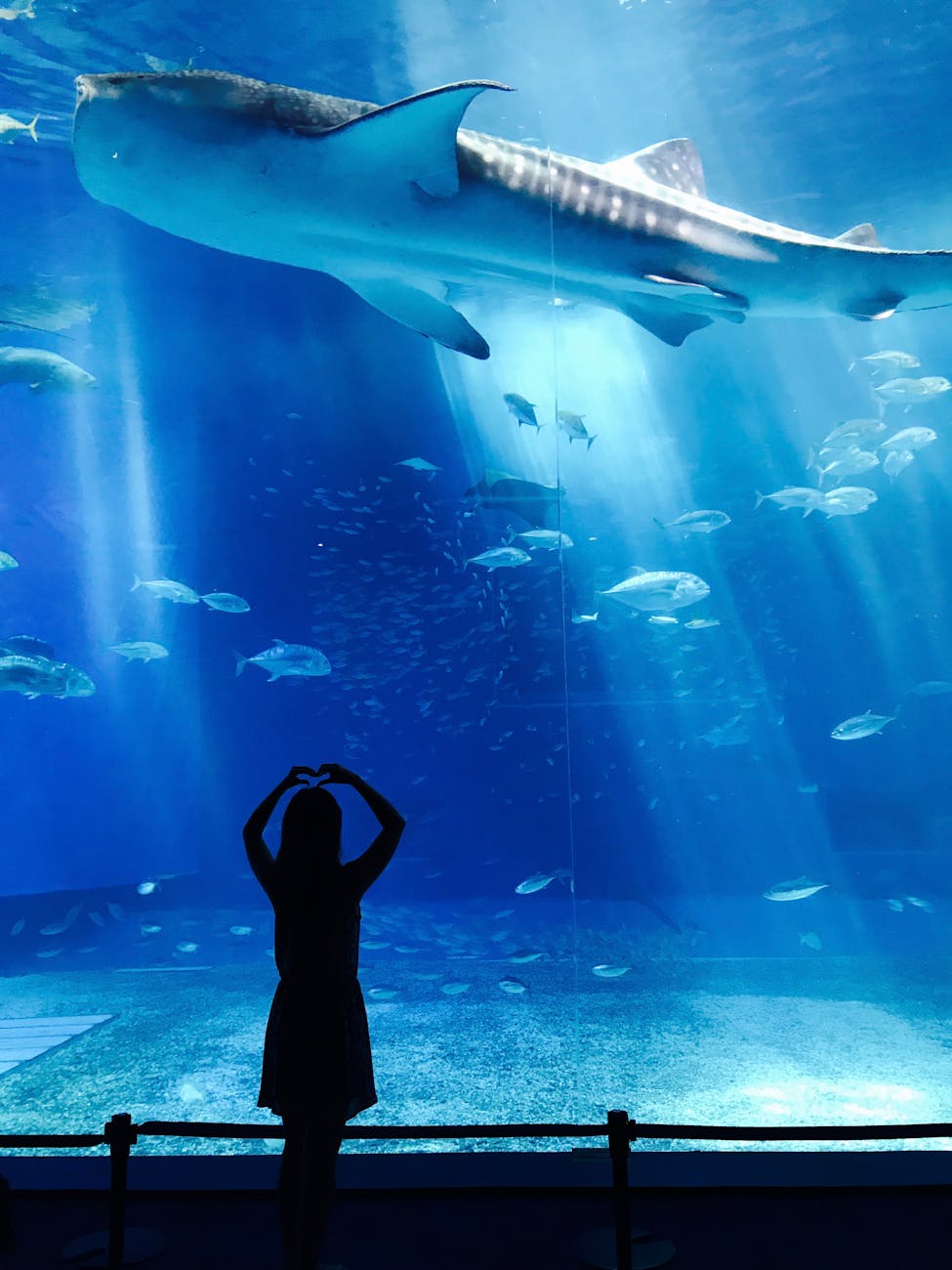 Silhouette of girl watching whale shark swimming in aquarium tank