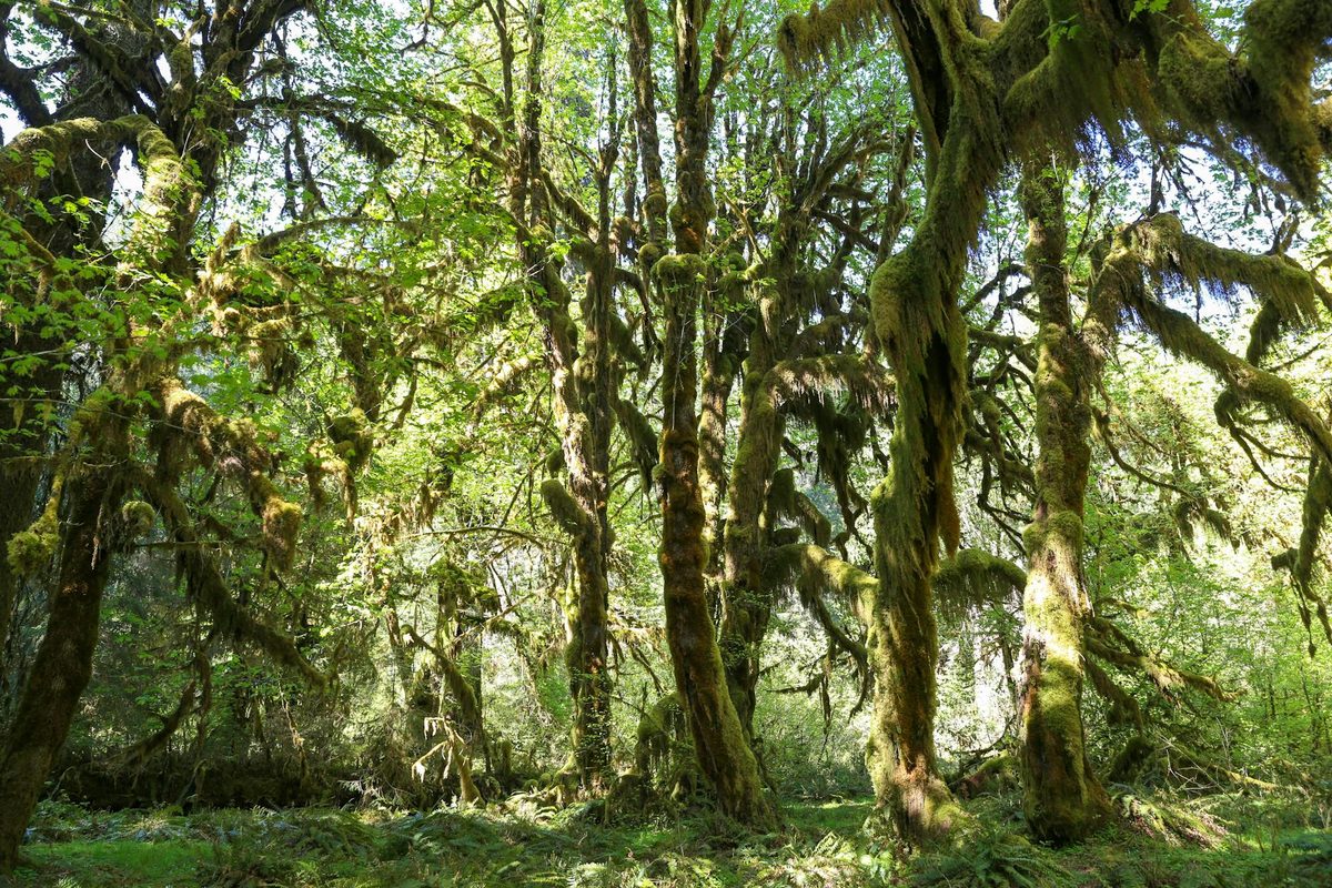 Hoh Rainforest in Olympic National Park with moss-covered trees and green ferns