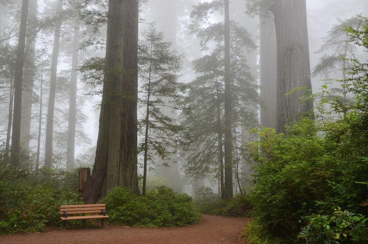 Towering coastal redwood trees with sunlight filtering through canopy