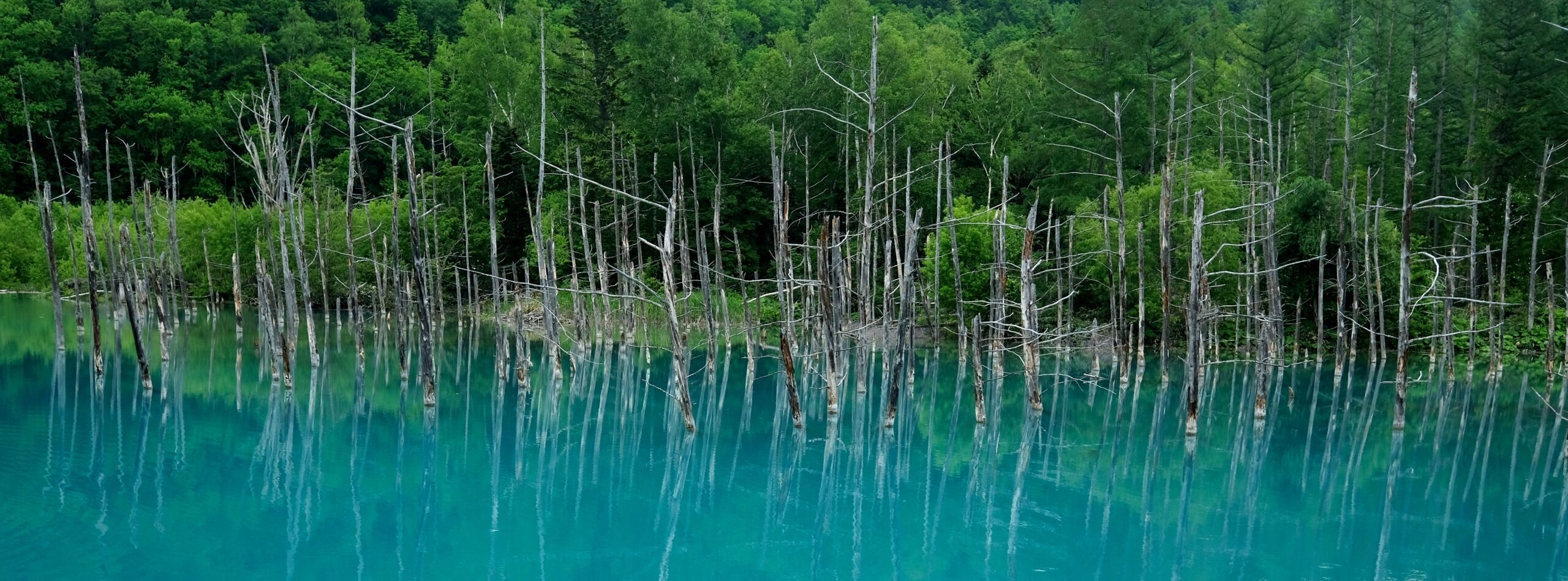The stunning Blue Pond in Biei Hokkaido