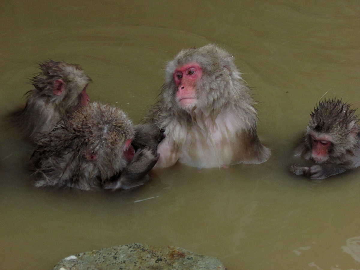Group of snow monkeys bathing together at Jigokudani Monkey Park Japan