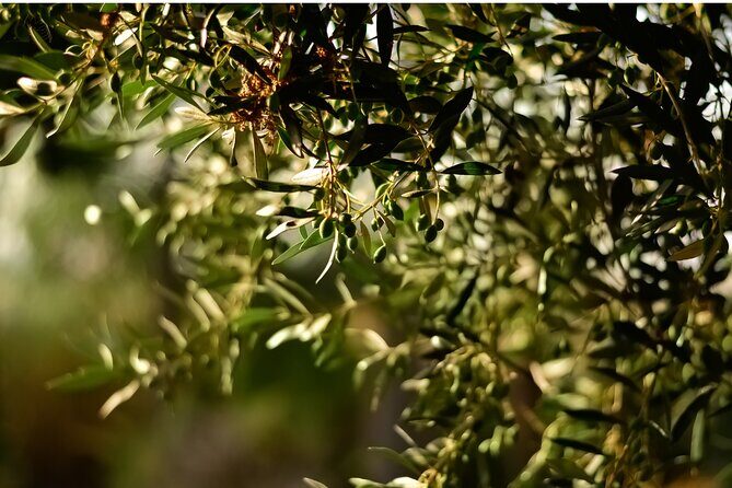 All Inclusive Pompeii, Pizza Class & Olive Oil Experience - Olive Oil Mill Tasting: More Than a Sip-And-Smile Stop