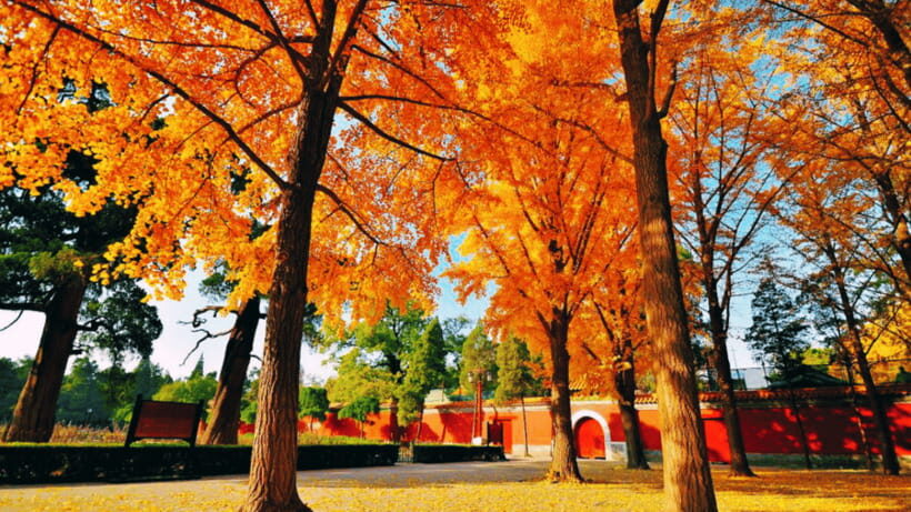 Beijing: JingShan park (palace museum garden) entry ticket - Walking the imperial garden paths and cultural stops