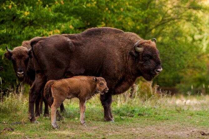 Bison Sanctuary, Vlad the Impaler Princely Court & Dracula Grave - Neagra Bison Reservation: conservation facts with a wow factor