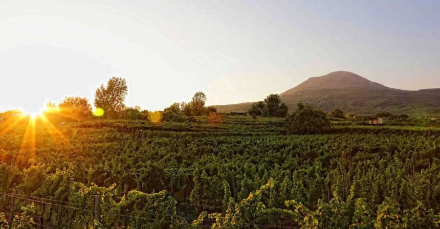 Boscotrecase: Vesuvius Wine Tasting Tour Lunch - Key Things I’d Prioritize on This Tour