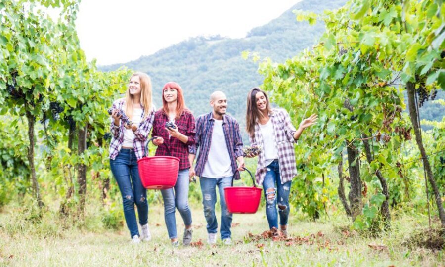 Boscotrecase: Vesuvius Wine Tasting Tour Lunch - The Tasting Experience: 4 Wines and a Real Sense of Pairing
