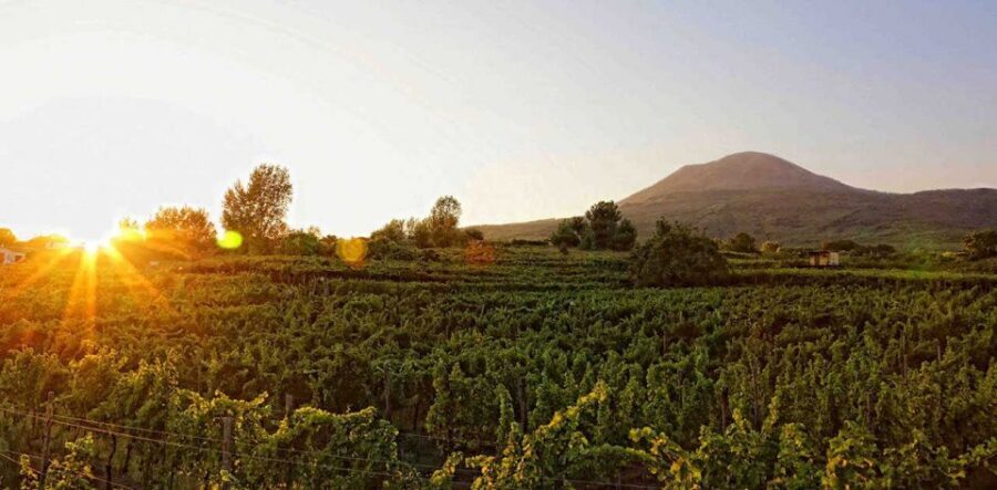 Boscotrecase: Vesuvius Wine Tasting Tour Lunch - From the Vineyard Entrance to a Guided Walk Among the Vines
