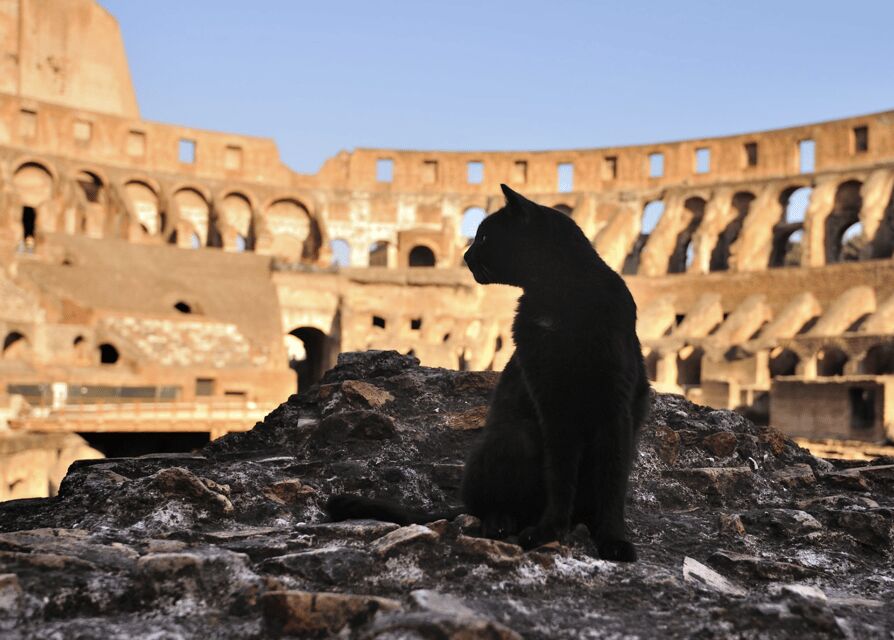 Colosseum, Roman Forum, Palatine Hill - the PRIVATE TOUR - Palatine Hill After the Arena: Imperial Residences in Real Time
