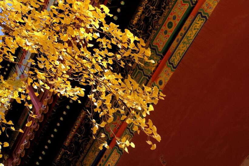 Forbidden City Of Beijing Tickets Booking And Other Option - What Your 2 to 8 Hours Actually Feels Like
