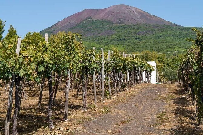 From Naples: Pompeii & Wine Tasting" Private Day Tour - Price and Value: What You’re Really Getting for $248.72
