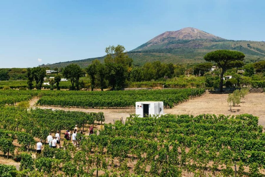 From Naples: Wine Tasting Tour on Vesuvius Slopes with Lunch - Vineyard time on the volcanic slopes: what you’re really seeing