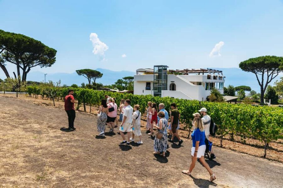 From Naples: Wine Tasting Tour on Vesuvius Slopes with Lunch - Time to wander, buy bottles, and take the day at your pace