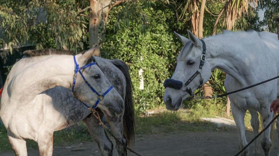From Pompeii: Mount Vesuvius Horseback Riding Tour - What you learn in vine country: soil, vegetation, and local products