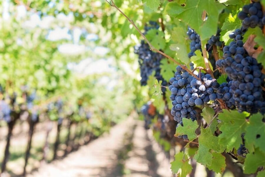 From Sorrento: Skip-the-Line Pompeii Tour and Vineyard Lunch - Should you book this Pompeii + vineyard lunch tour?