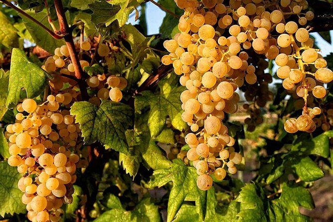 Full Day Small Group Pompeii Tour from Sorrento with Local Wine Tasting - Pacing and group size: when the day feels perfect versus rushed