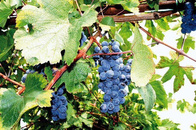 Full Day Small Group Pompeii Tour from Sorrento with Local Wine Tasting - Who should book this Pompeii + wine day from Sorrento?