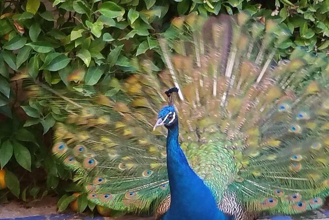 Guided Tour Sevilla Alcázar - Why the Real Alcázar feels different (and worth the ticket)