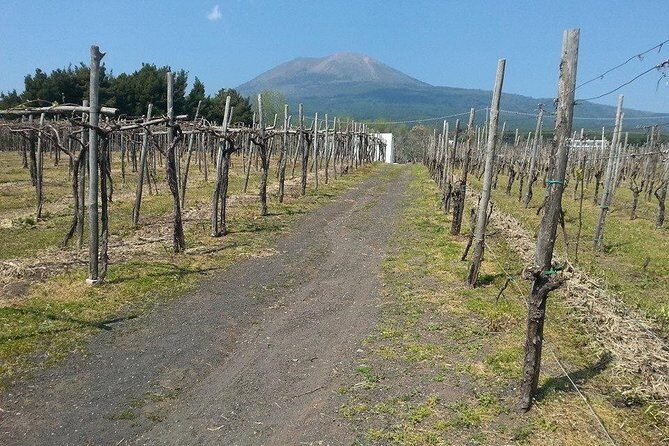 Herculaneum-Wine tour from Sorrento, with licensed guide included - Herculaneum from Sorrento: an early start that pays off