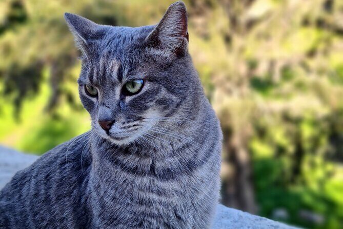 Meet the Cats of Acropolis and Thissio Private Tour - Why this cat-focused walk feels like Athens’ real center