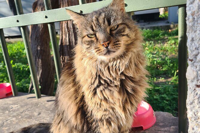 Meet the Cats of Acropolis and Thissio Private Tour - Meeting at the Acropolis and getting your bearings fast