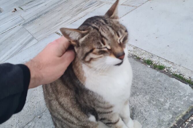 Meet the Cats of Acropolis and Thissio Private Tour - Stop 3: Plaka narrows, traditional houses, and more colonies
