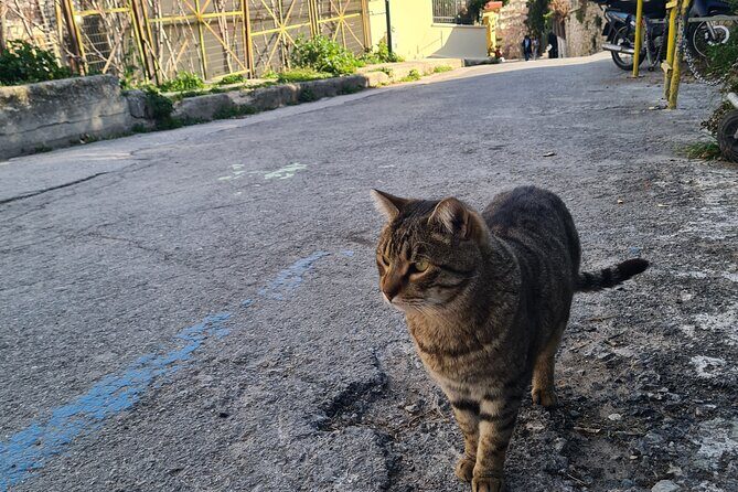 Meet the Cats of Acropolis and Thissio Private Tour - Guide style: patient cat handling and local context