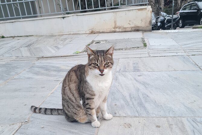 Meet the Cats of Acropolis and Thissio Private Tour - Who should book this private cat tour in Athens?