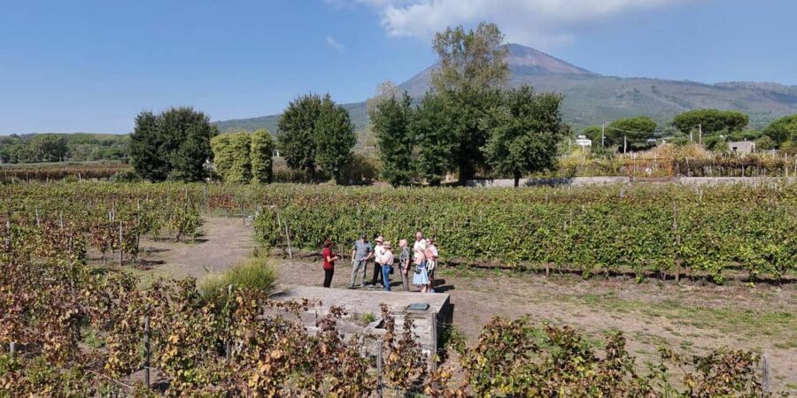Mount Vesuvius: 5 Wine Tastings with Tour & Lunch Included - Should You Book This Mount Vesuvius Wine Tasting With Tour and Lunch?