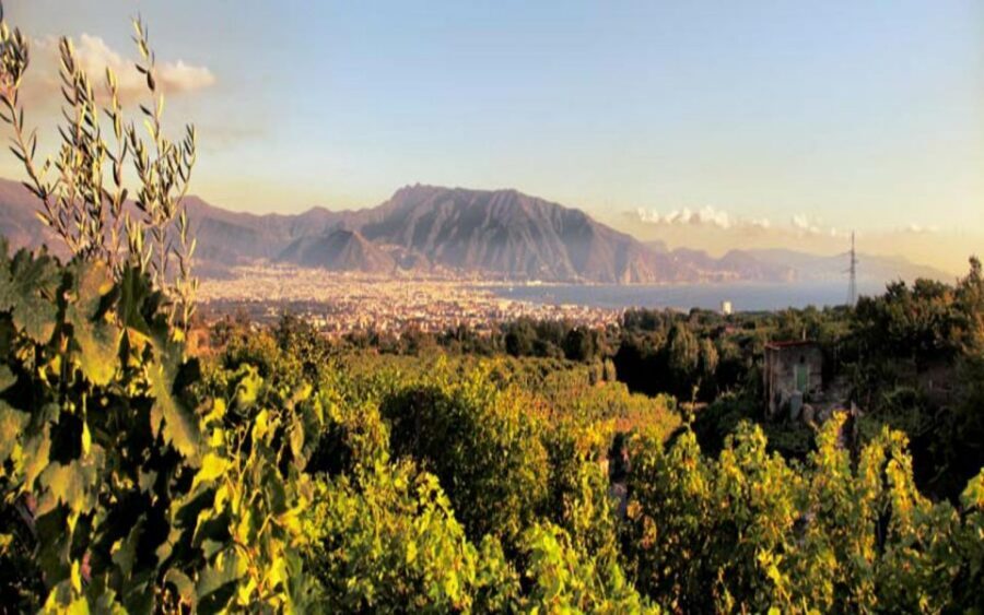 Mount Vesuvius Wine Tasting and Lunch from Pompeii - Things to watch for on the day