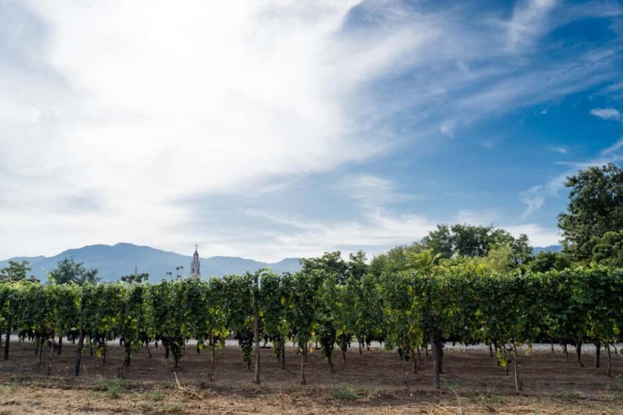 Mount Vesuvius Wine Tasting and Lunch from Pompeii - The vine walk: old vines, owner stories, and Vesuvius views