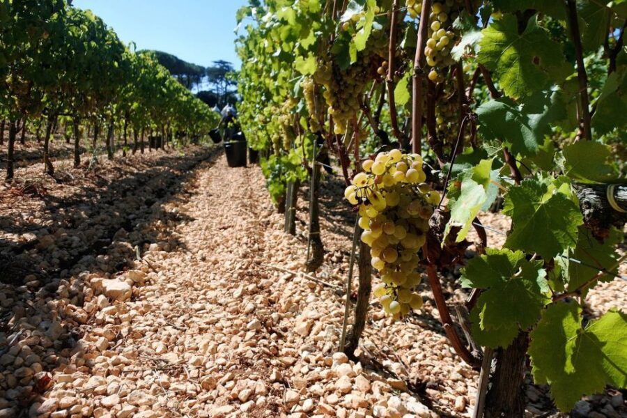 Mount Vesuvius Wine Tour with Tastings and Lunch - Getting to Cantina del Vesuvio: easy with a car, harder without one