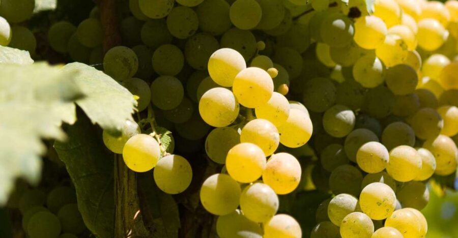 Naples: Mount Vesuvius Vineyard Tour w/ Lunch & Wine Tasting - Key Things to Know Before You Go
