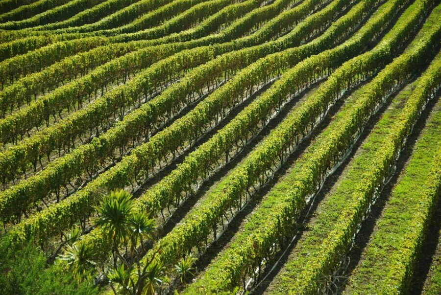 Naples: Mount Vesuvius Vineyard Tour w/ Lunch & Wine Tasting - Getting to Azienda Vinicola Sorrentino (and why a car helps)