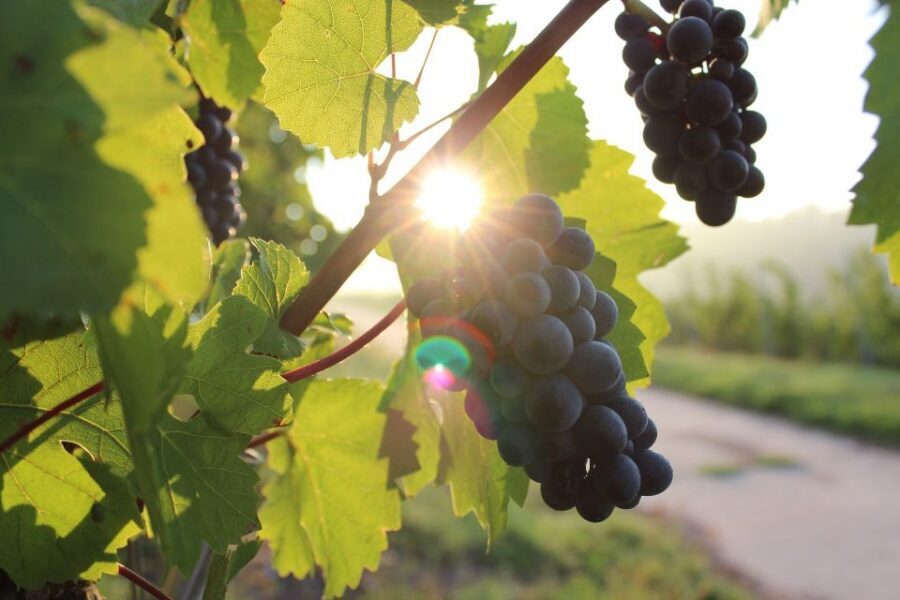 Naples: Mount Vesuvius Vineyard Tour w/ Lunch & Wine Tasting - Guides and hosts: Helen, Paulo, and the “family operation” feel