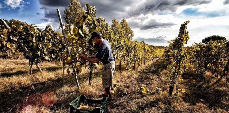 Naples: Mount Vesuvius Vineyard Tour w/ Lunch & Wine Tasting - The 1.5-hour flow on Vesuvius slopes