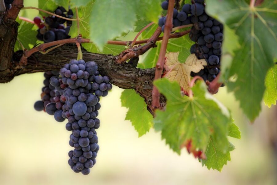 Naples: Vesuvius Half-Day Trip with Lunch and Wine Tasting - The coach ride: comfortable transport plus on-board commentary