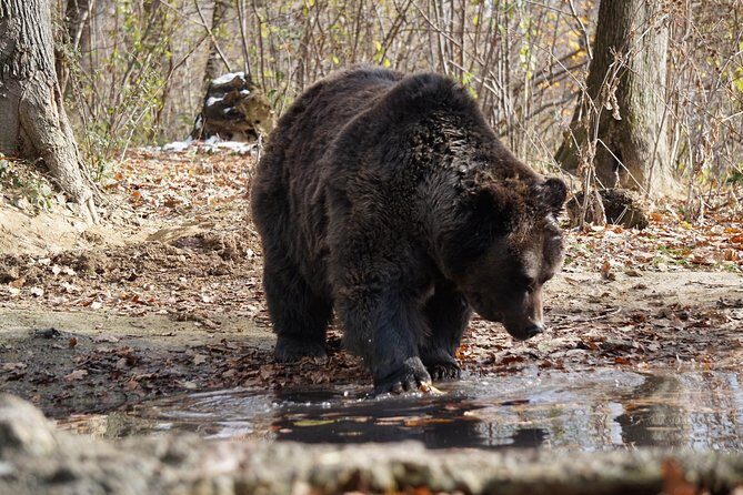 One day trip Bear Sanctuary Dracula Castel and Rasnov Fortress from Brasov - Liberty Bear Sanctuary Zărnești: the rescue mission behind the bears