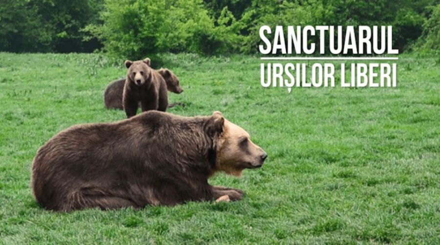 One day trip Bear Sanctuary, Dracula Castle - A Guide Like Catalin Makes It Worth Your Time