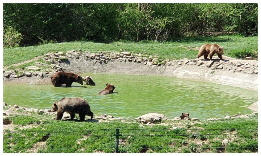 One day trip Bear Sanctuary, Dracula Castle - Should You Book This Bear Sanctuary and Dracula Castle Day Trip?