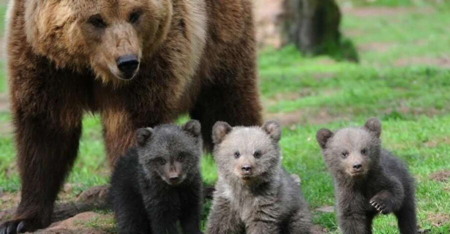 One day trip Bear Sanctuary, Dracula Castle - Seeing Bears Up Close Without the Usual Stress