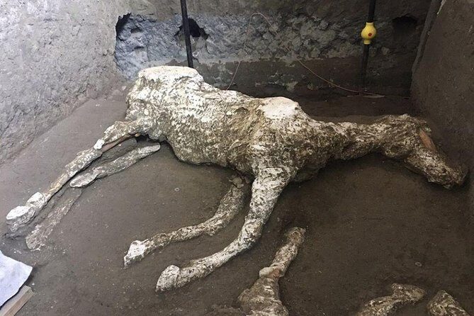 Pompeii and Herculaneum Day Tour - with Lunch from Naples - Group size, pacing, and physical demands on this coach day