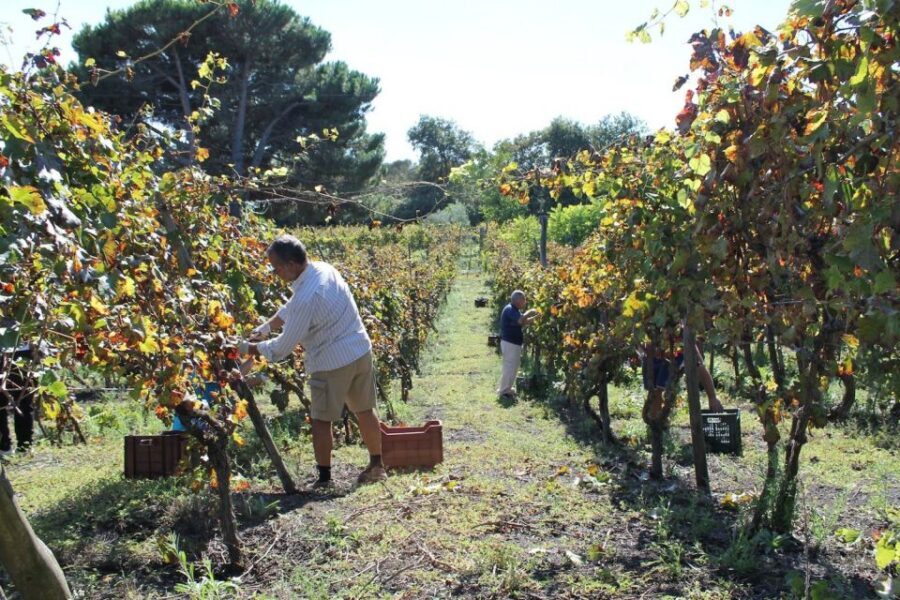 Pompeii with Wine Tasting Private Tour - Should you book Pompeii with Wine Tasting Private Tour?