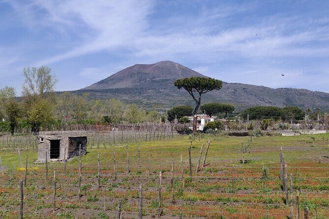 Private Tour Pompeii, Vesuvius and Herculaneum - Transport, Driver, and Comfort: Why This Setup Feels Less Stressful